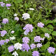 Candytuft - Umbellata Mixed seeds