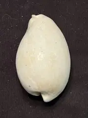 EXTINCT Fossilized COWRIE Shell ( Calusacypraea Myakka ) From Central Florida.