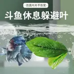 【新莊/五股/青島】鬥魚 休息葉 產卵葉 產卵台 鬥魚休息室 仿真水草 鬥魚休憩 蝦屋  鬥魚繁殖 躲藏 休憩