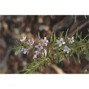 140mm Creeping Boobialla Broad Leaf Pink - Myoporum parvifolium