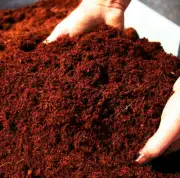 Organic Coco Coir/Coco Peat Hidroponic Media,Natural Highest Quality