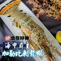 在飛比找momo購物網優惠-【食在好神】野生花龍龍蝦