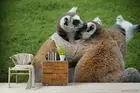 3D Grassland Raccoon Wallpaper Wall Mural Removable Self-adhesive 287
