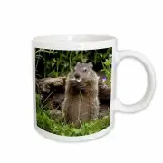 3dRose USA, Minnesota, Sandstone. Groundhog feeding on a flower. Mug