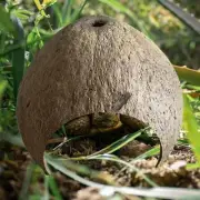 Coconut Shells Hut Shelter Reptile Hideouts Growth Hide Habitat Box Ornament