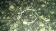 Glass Lens Protector Wont Melt For BulletHD Lite Bullet HD Fire Proof Cam Camera