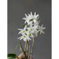 在飛比找蝦皮購物優惠-Dendrobium moniliforme/日本長生蘭/會