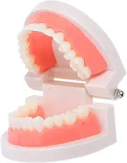 SOLUSTRE Dentals Model for Kids Oral Health Teaching Tool Fake Mouth Model Interactive Learning Aid for Kindergarten