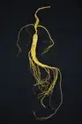 1 oz, 100% China Old WILD GINSENG Whole ROOTS,15 years, ye ren shen tea seng 28g