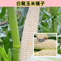 在飛比找蝦皮購物優惠-🌺【白龍王玉米種子】今年新品 高質量  白玉米種子 玉米種子