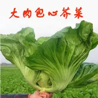 在飛比找蝦皮購物優惠-芥菜種子 陽臺四季播種 醃製酸菜  蔬菜種子 四季包心芥菜種