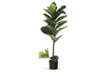 GIANT FIDDLE 110cm Plant