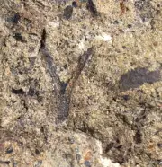 Rare branched Cooksonia primitive early Silurian oldest know land plant fossil !