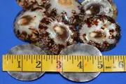Limpet Seashells Highly Polished, Upscale Seashell Crafts, Large, SS-107