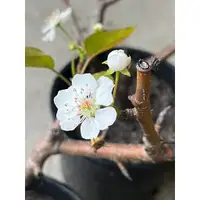 在飛比找蝦皮購物優惠-豆梨｜Pyrus Calleryana 藝樹盆栽｜🌿植悟誌 