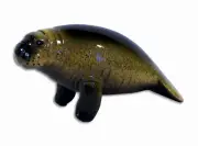 Hand Painted Manatee Sea Cow Poly Stone Figurine Statue 5.25 X 2.75 X 2" A045U