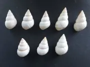 #Z1001 8 Liguus Fasciatus Lineolatus Pinecrest 80, 46-50mm land snail shells