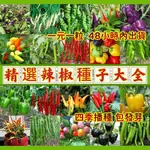 🍓【免運大熱銷】一元一粒辣椒種子 四季高產辣椒種籽 長線椒 朝天椒 七彩五彩辣椒 薄皮辣椒 四季陽台庭庭院盆栽 蔬菜種子