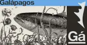 Galapagos Rod Baitcast Daybreak Recordo GDB-C782M-2 (1754)