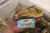 在飛比找Yahoo!奇摩拍賣優惠-【禧福水產】獨家日本超巨大廣島鮮凍生食級生蠔5L/帶殼牡蠣◇