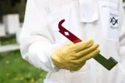 J Hook Hive Tool - Australian Style beekeeping hive tool - Spring SPECIAL