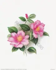 Paper tole Kit-SB16-Scafa-RDM-001-866 Camelia's- Pink