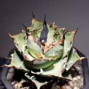 6CM Succulent Live Plant Agave Titanota Hades Agavaceae Home Garden Beautiful