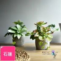 在飛比找PChome24h購物優惠-【Meric Garden】高仿真多肉植物療癒手工水泥小盆栽