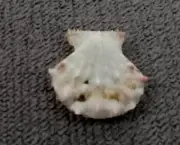 Mirapecten moluccensis 17 mm F+++/gem Albino white Collection"