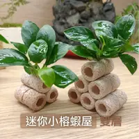 在飛比找蝦皮購物優惠-【陰性水草】迷你小榕 蝦屋 迷你造景 超可愛 真水草 新手缸