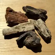 5 Petrified Wood Specimens Natural Rough Rocks Nice Grain Patterns 1Lb 10oz Lot
