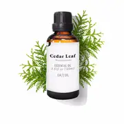 Essential oil of Daffoil cedar leaf 100 ml