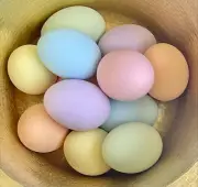 Faux Ceramic Chicken Eggs Pastel dozen Dummy Nesting Hatch Training Nesting Egg