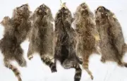SCRAP ITEM: 20 RACCOON FUR SKINS IN LOT