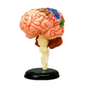 Human Brain Anatomical Model Detachable Brain Teaching Toy for Medical Student