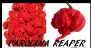 Organic Carolina Reaper Dried Whole Pepper Pods *Hottest Peppers in the World*
