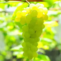 在飛比找鮮拾優惠-【一起買水果】 翡翠綠無籽水晶葡萄 約1.5公斤（約2.5台