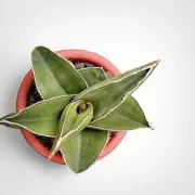 Sansevieria Samurai Dwarf Rare Uniqe Snake Plant