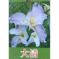 在飛比找蝦皮購物優惠-東大興農場 貂嬋 黑美人西施 大清 紅玉 巴西 射干鳶尾花 