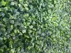 Artificial Boxwood Privacy Hedge Screen UV Resistant 1m x 1m Greenery Panel