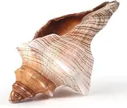PPCLION 6-6.5" Large Natural Conch Shells Big Seashells Great for Beach Theme Party, Home Decorations,DIY Crafts, Fish Tank, Air Plant