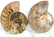Large Black Ammonite Pair Crystals 180mm XXL 7.1" Dinosaur FOSSIL 110myo 3938ot