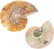 STOBAZA 2pcs Ammonite Specimen Realistic Student Teaching Tool Educational Decor for Classroom