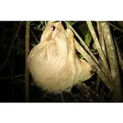 Save 20.01%! Night Adventures in Monteverde