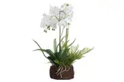 Hill Interiors Orchid And Fern Garden (White) (One Size)