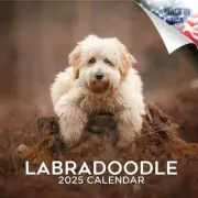 LABRADOODLE Wall Calendar 2025 Animal DOG PET Lover Gift