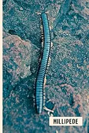 Millipede: Composition Notebook For Millipede Lovers , Millipede Lined Journal ,6x9 Inches , 110 Pages ,Millipede Diary