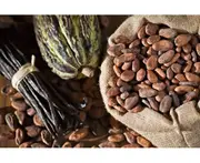 Vanilla & Cocoa Beans - Fragrance Oil