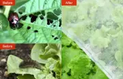 Agfabric Insect Garden Netting against Bugs 8'x30' protect vegetables 3 Pack