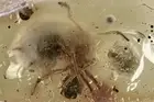 Big ANT & 2 BEETLES LARVAES Fossil Genuine BALTIC AMBER + HQ Pic 220111